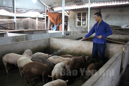 Anh Hà Văn Năm chăm sóc đàn lợn.